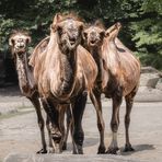 Das Trio  