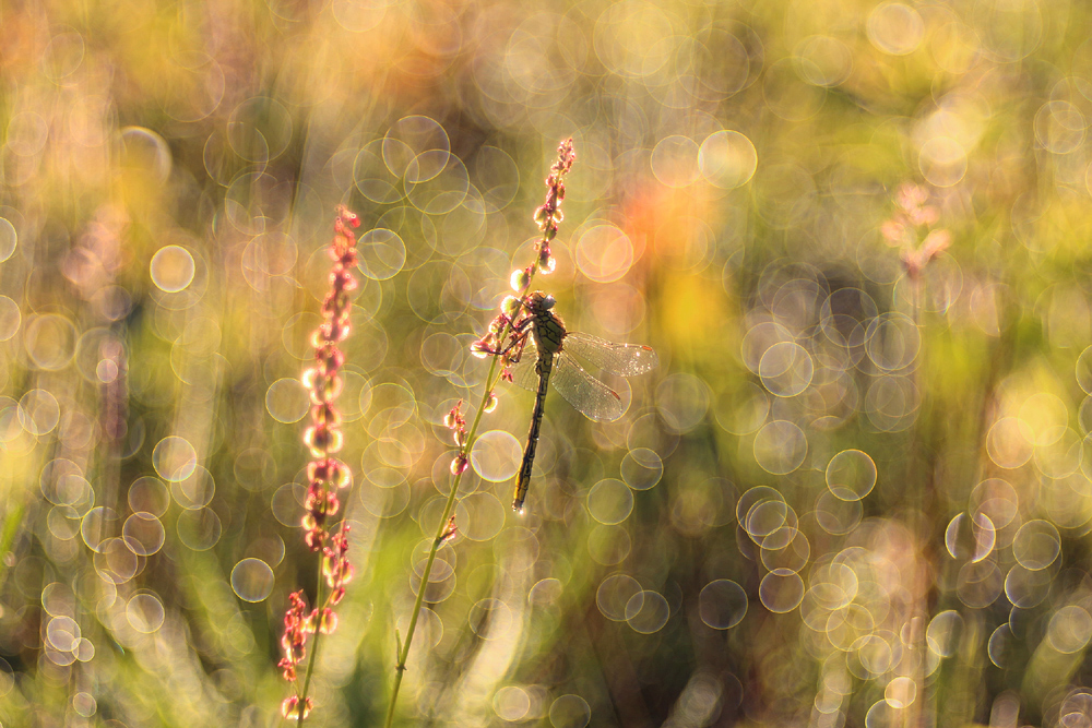 Das Trio-Bokeh.....