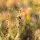 Das Trio-Bokeh.....