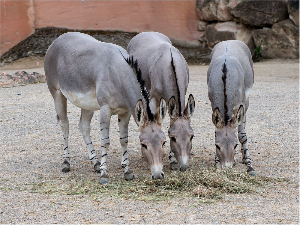 Das Trio