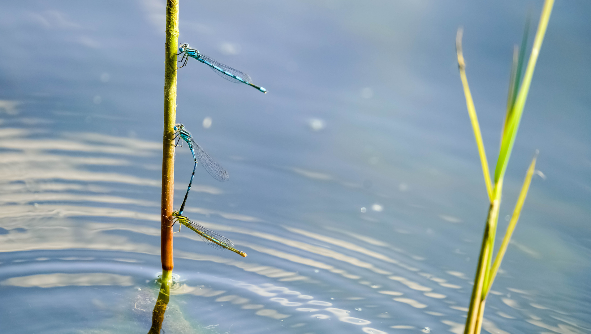 Das Trio vom See