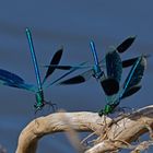 Das Triumvirat ist komplett, Calopteryx splendens