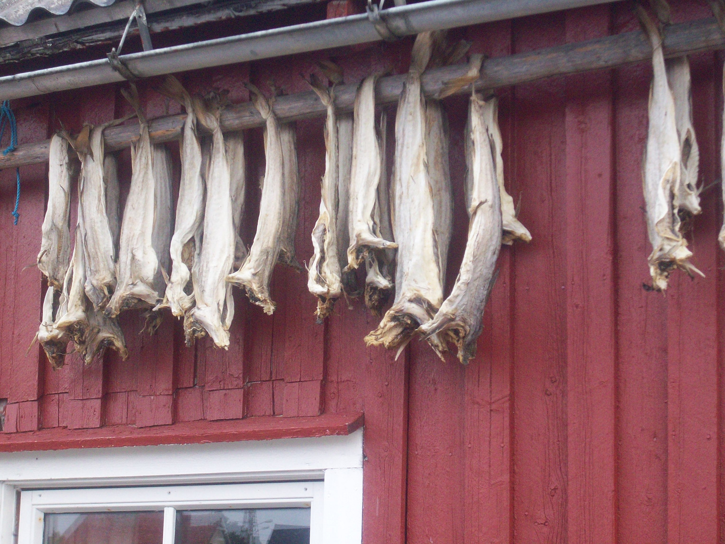 Das trochnen von Fische in Schweden