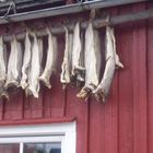 Das trochnen von Fische in Schweden
