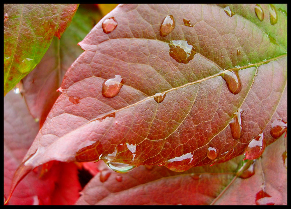 das tropfendes Weinblatt