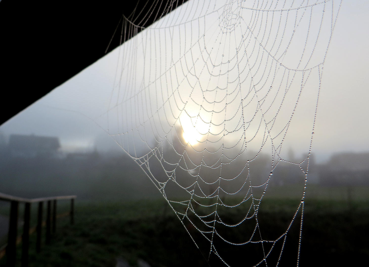 Das Tropfennetz der Nebelspinne 