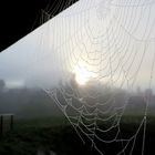 Das Tropfennetz der Nebelspinne 