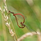 Das Tête-à-Tête der Scharlachlibellen (Ceriagrion tenellum) . . .