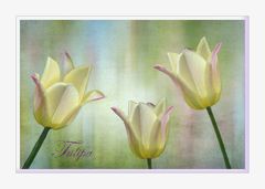 Das Tulpen Trio