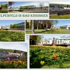 Das Tulpenfeld von Bad Kissingen