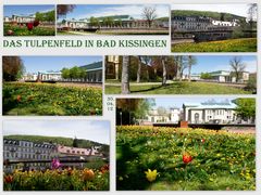 Das Tulpenfeld von Bad Kissingen