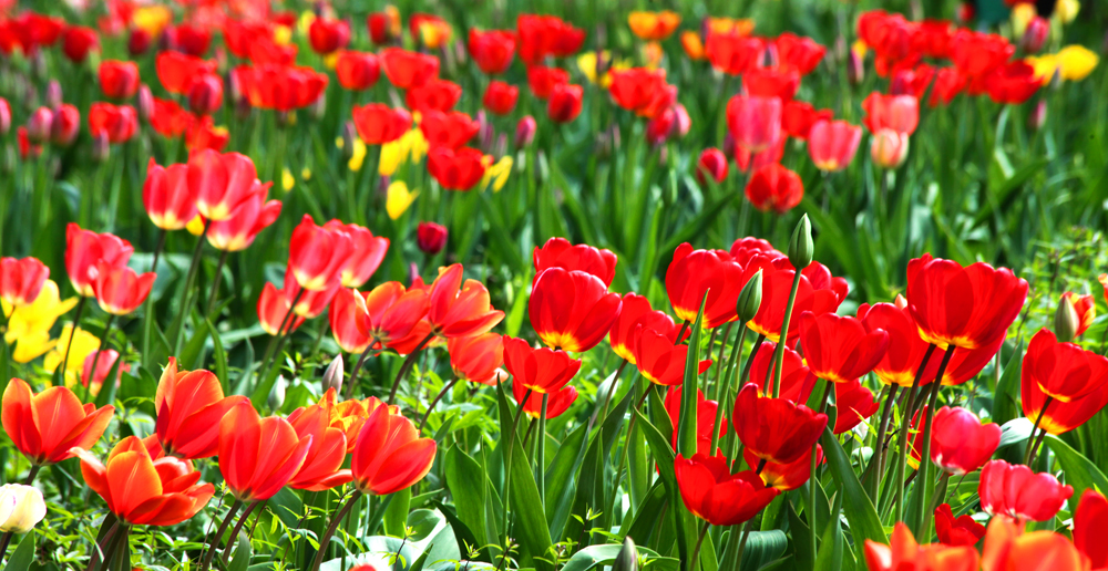 Das Tulpenmeer