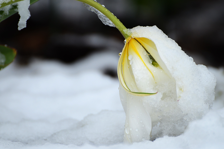 Das Tulpentelefon ist eingeschneit