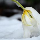 Das Tulpentelefon ist eingeschneit