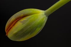 Das Tulpentier