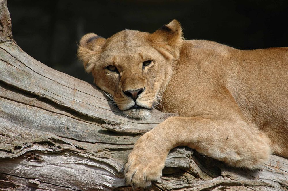 Das typische Foto aus dem Tierpark