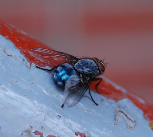 Das Übel des Sommers - Fliegen