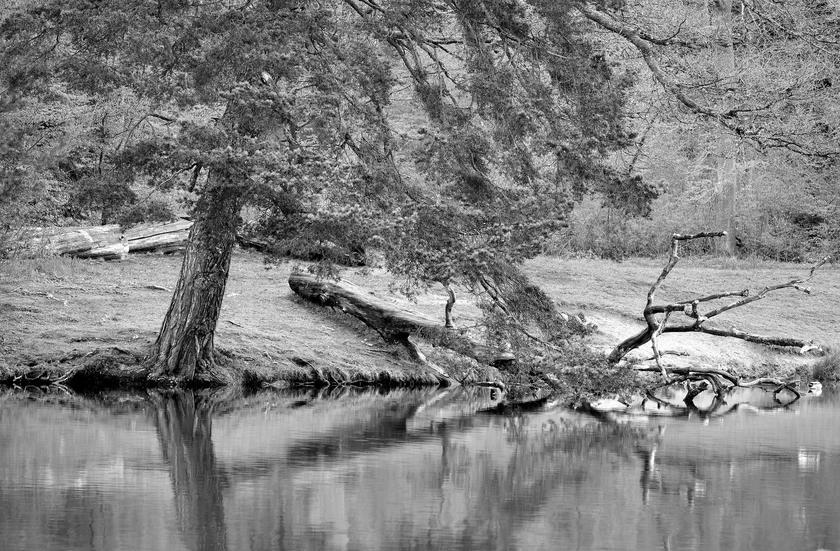 das Ufer des Bärensee's