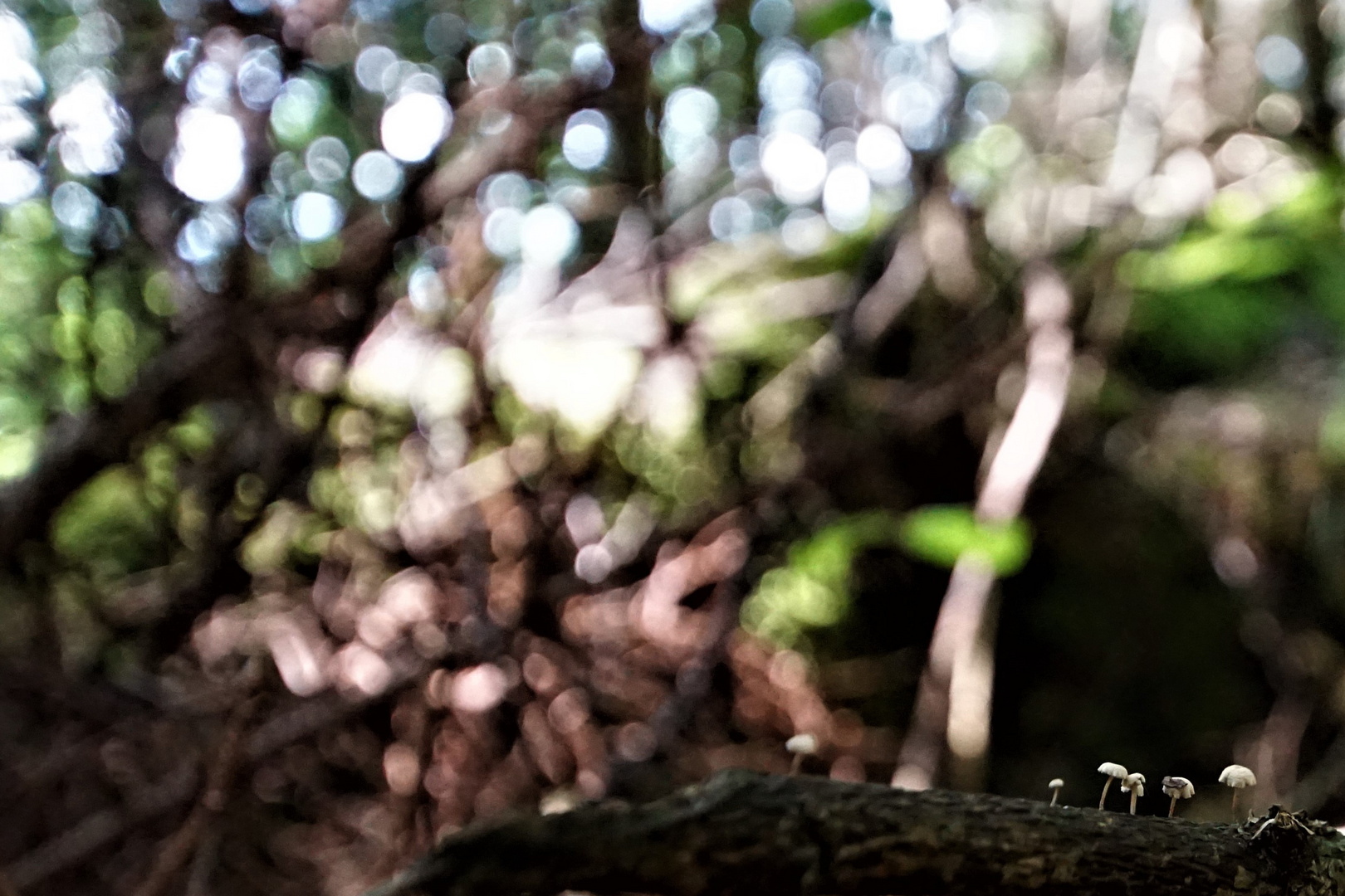 Das ultimative Pilz-Bokeh