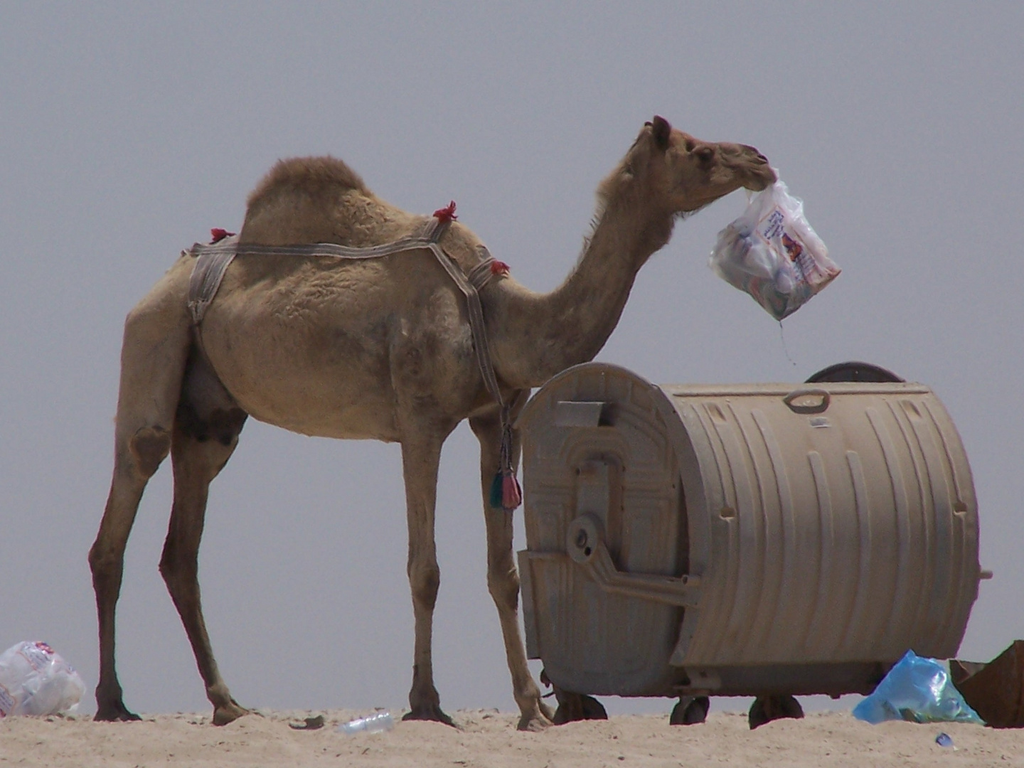 Das umweltbewusste Kamel