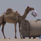 Das umweltbewusste Kamel
