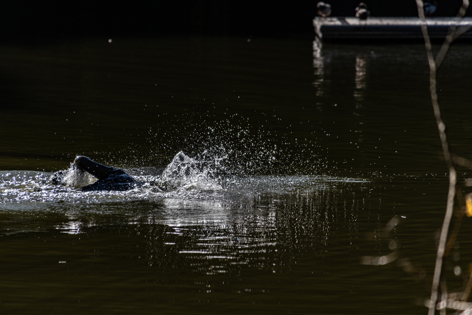 Das Unbekannte im Wasser mit viel Bewegung