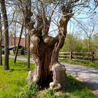 Das unbekannte Münster - Der alte Baum lebt noch