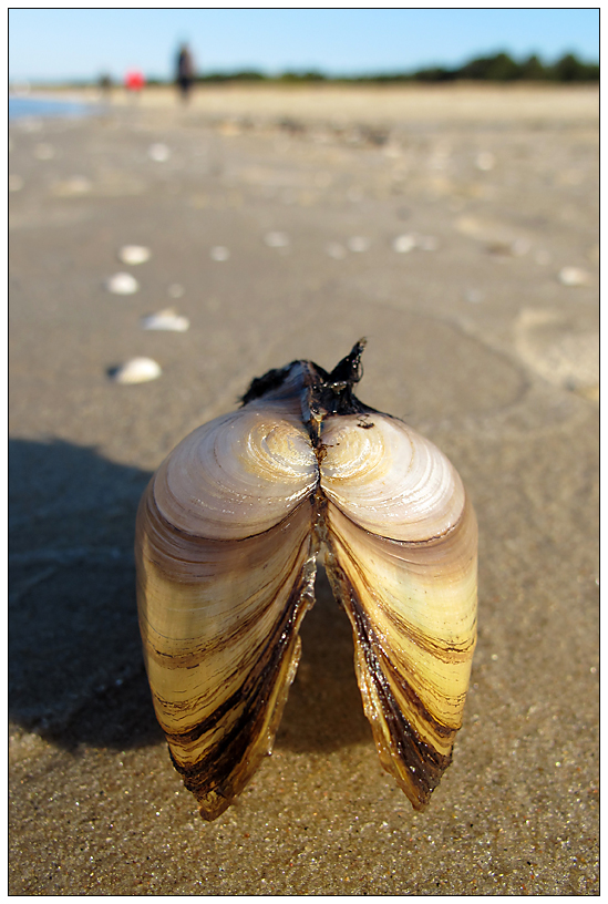 Das unbekannte Wesen aus der Ostsee