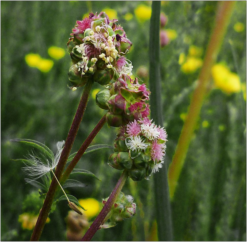 Das unbekannte Wiesenblümchen ...