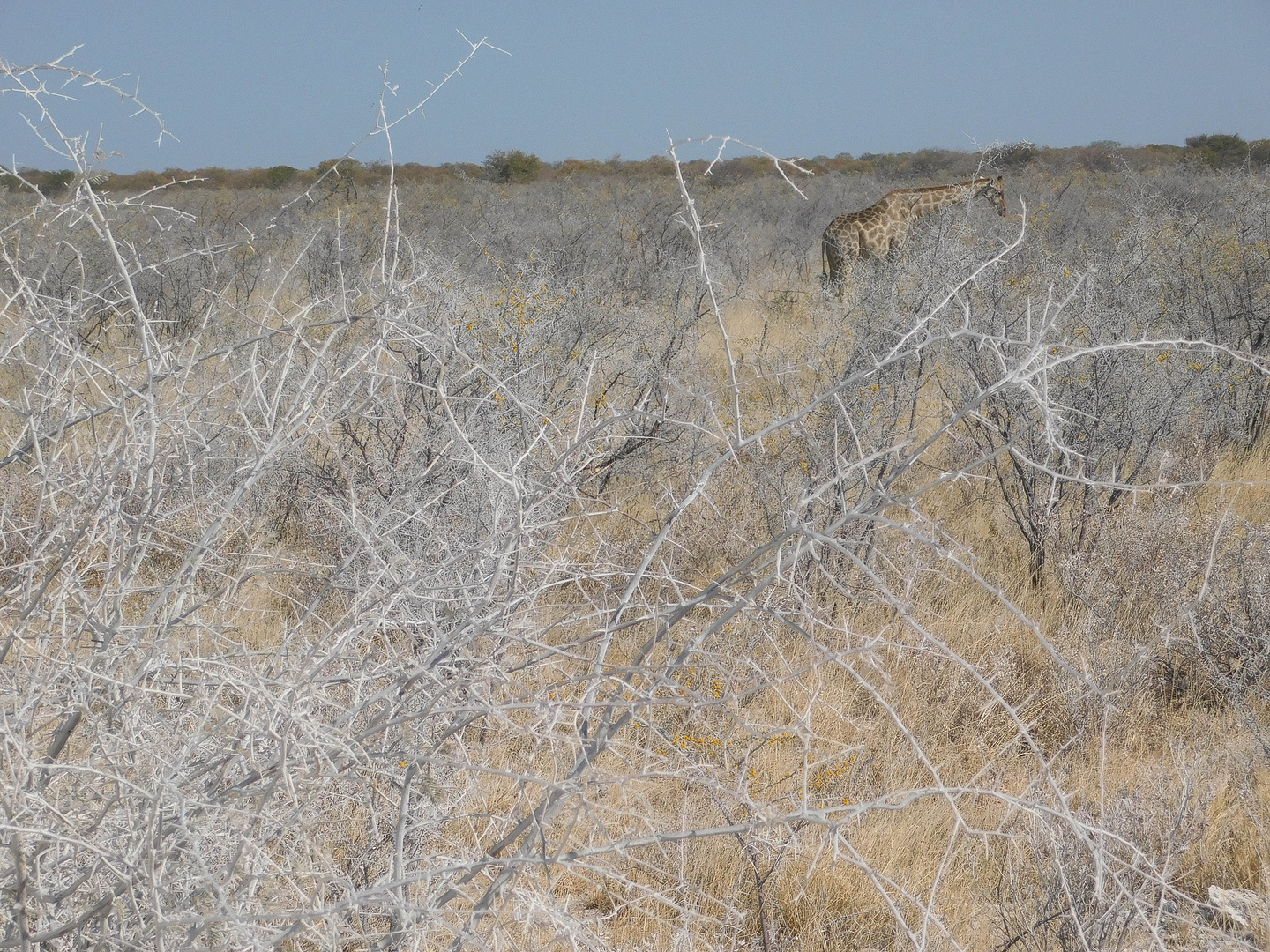 Das unendliche Weiß des Etosha Nationalparks und eine Giraffe