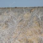 Das unendliche Weiß des Etosha Nationalparks und eine Giraffe