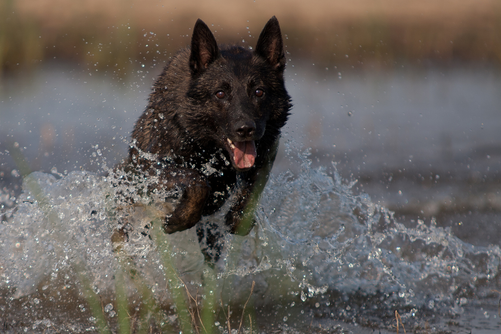 Das Ungeheuer aus dem Wasserloch :-)