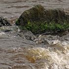 Das Ungeheuer von Loch Ness ...
