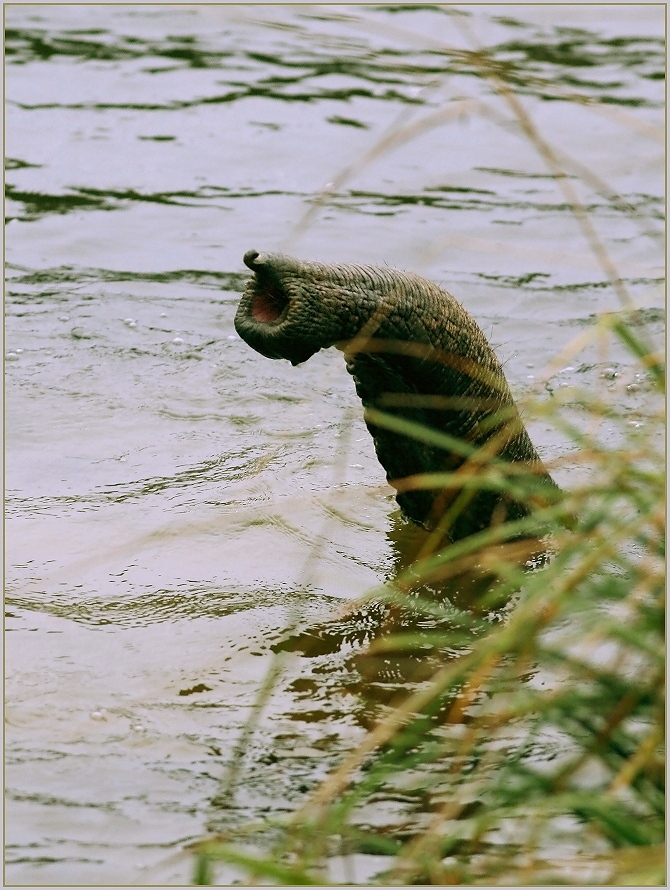 Das Ungeheuer von Loch Ness