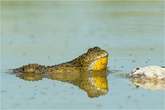 Das Ungeheuer von Loch Ness?