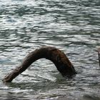 Das Ungeheuer von Loch Ness im Achensee ???
