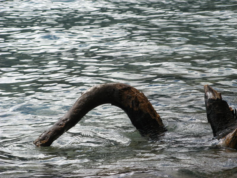 Das Ungeheuer von Loch Ness im Achensee ???