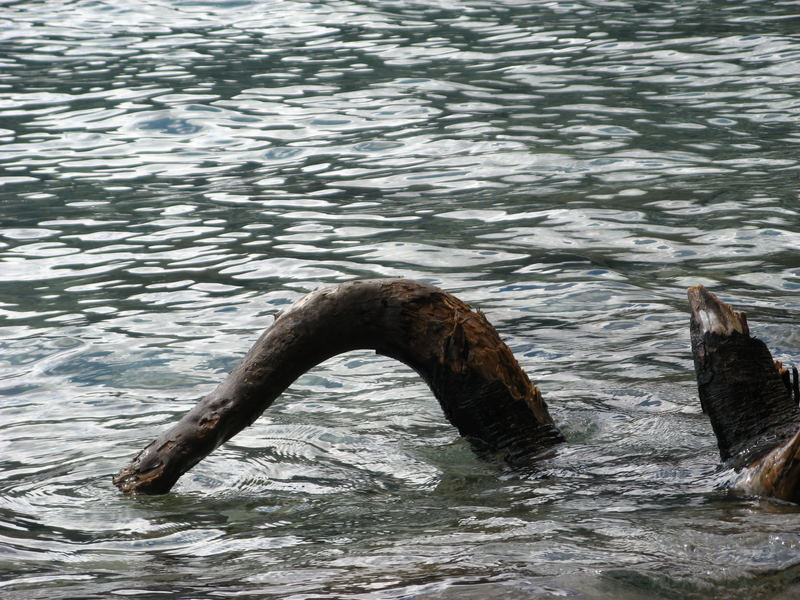Das Ungeheuer von Loch Ness im Achensee ??? Foto & Bild ...