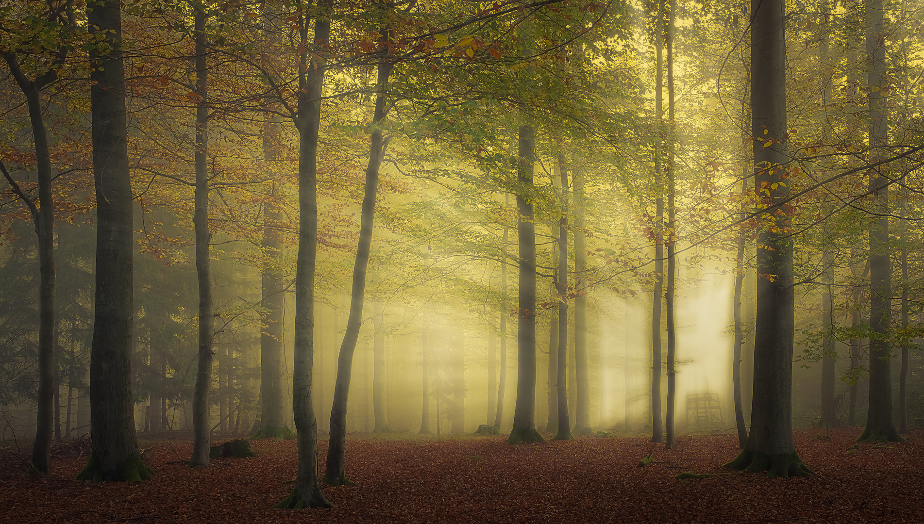 Das unheimliche Licht im Büdinger Wald...