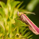 das unheimliche Wesen mit den grünen Augen (2)