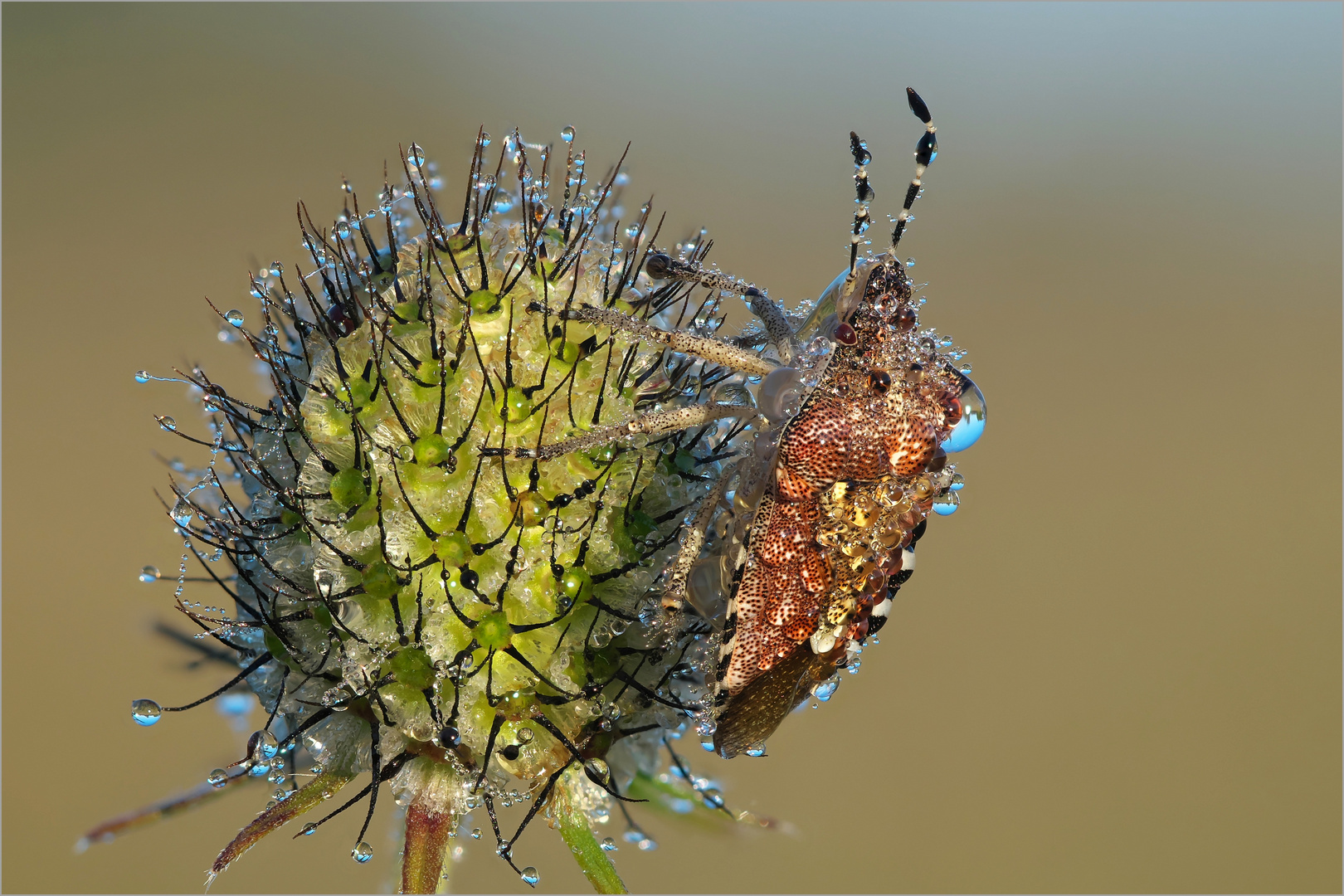 Das Universum der Wanze