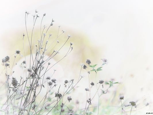 Das Unkraut auf der Wiese..