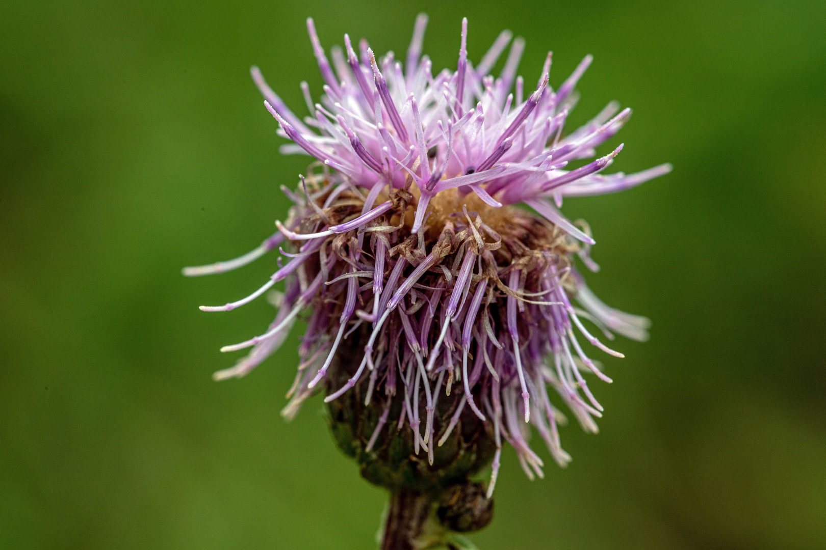 Das "Unkraut" Kratzdistel