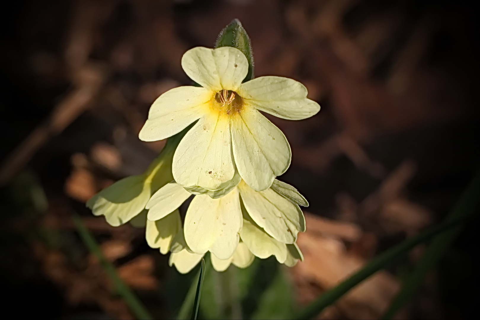 das unscheinbare Schlüsselblümchen