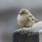 Das unscheinbare Weibchen