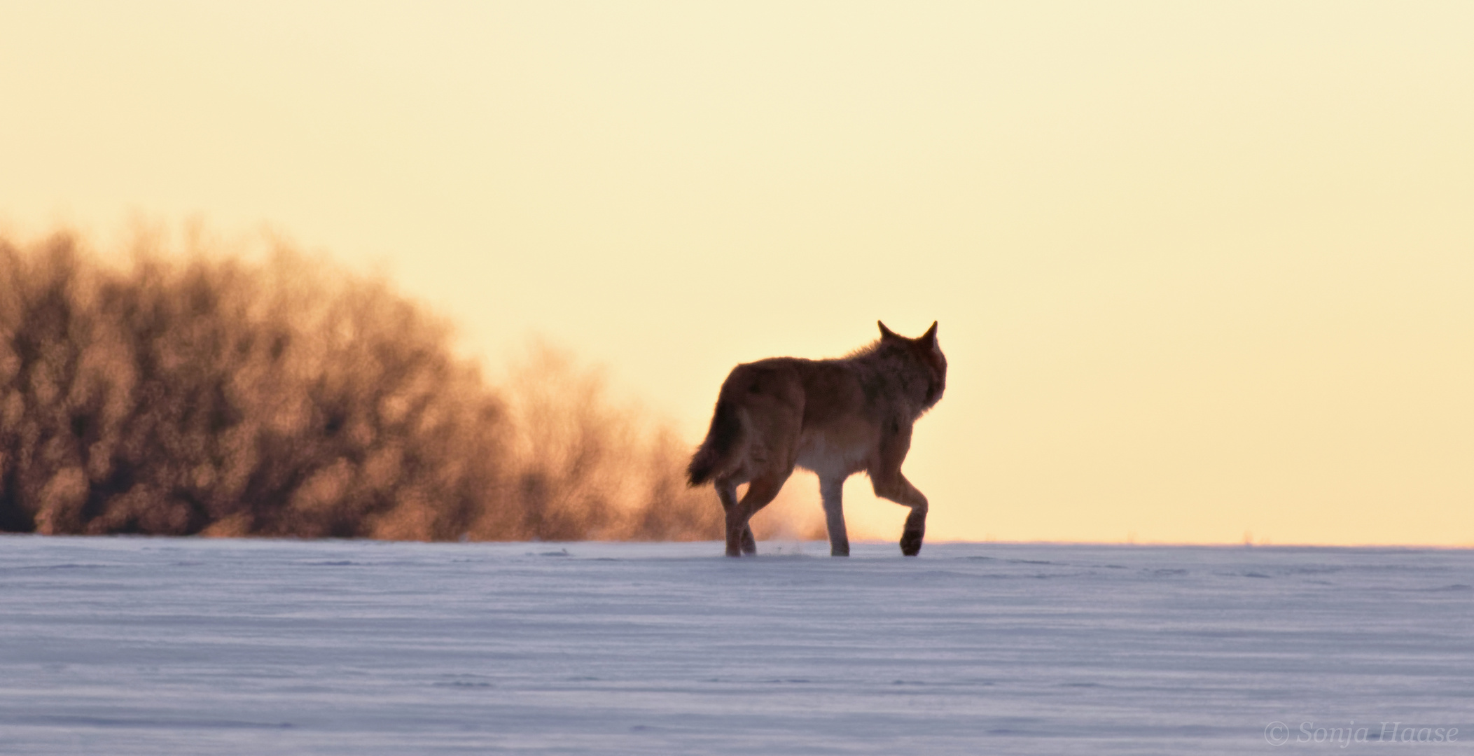 Das unvergessliche Erlebnis: Wolf (Canis lupus) 15.02.2021