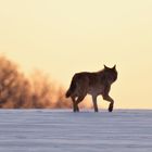 Das unvergessliche Erlebnis: Wolf (Canis lupus) 15.02.2021