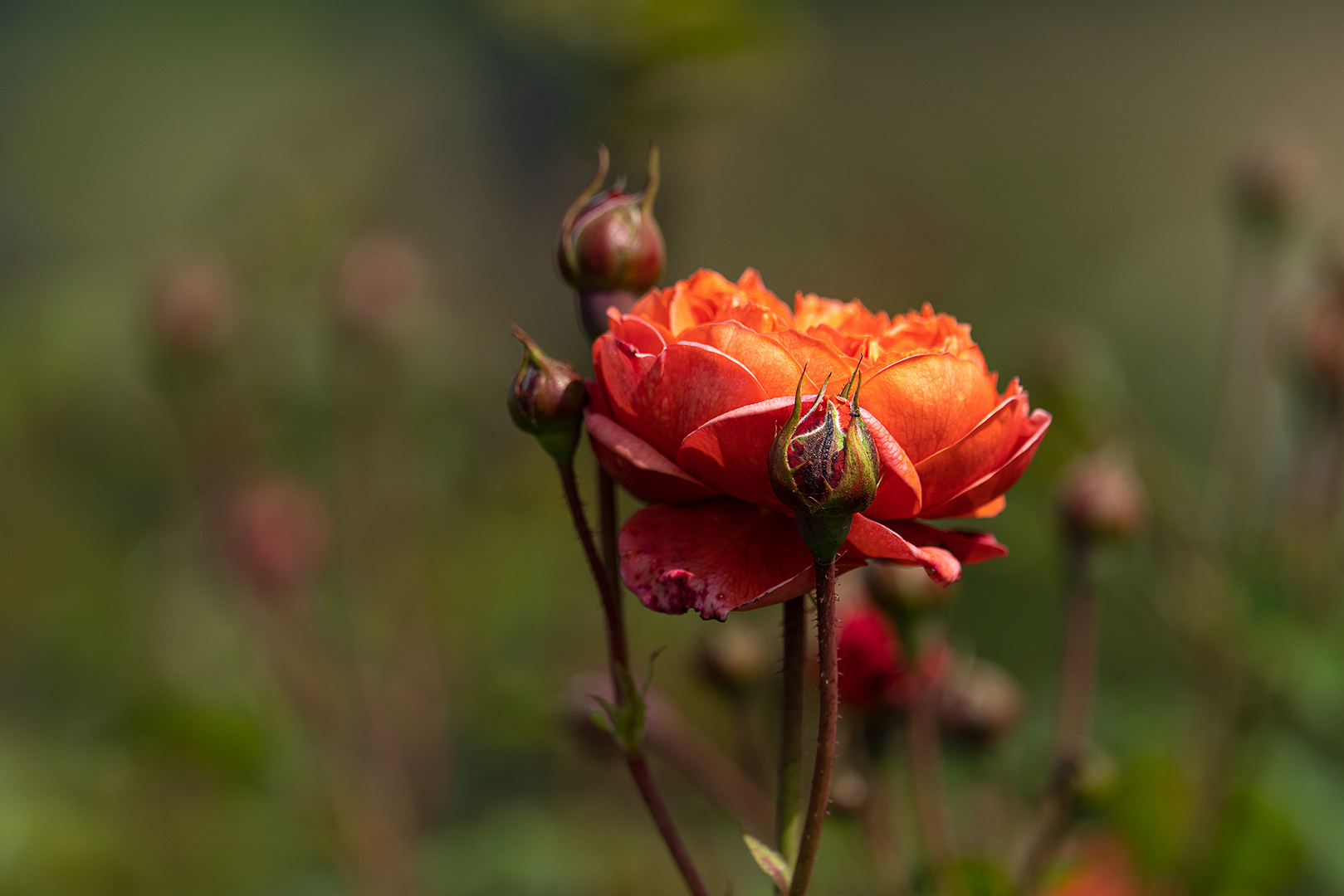 Das uralte Thema - Rosen