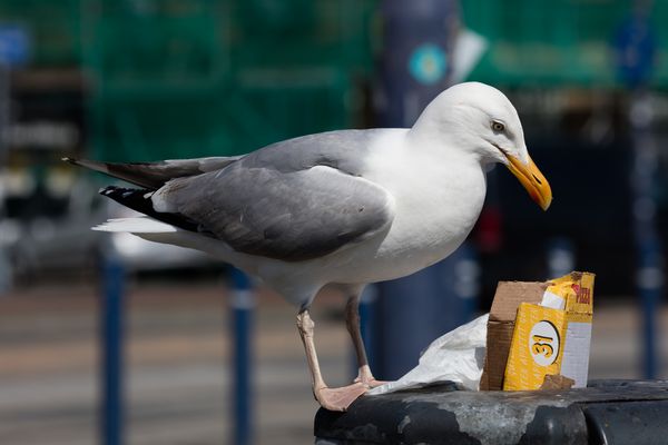 das urbane Leben eines Meeresvogels