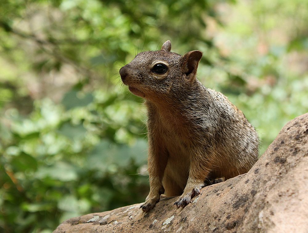 Das Utah-Felsenziesel (Spermophilus variegatus utah)...